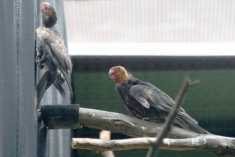 Brno 22.7.2019 - Vaza velký v brněnské ZOO