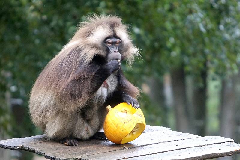 Brno 13.10.2020 - krmení dželady Heika v ZOO Brno