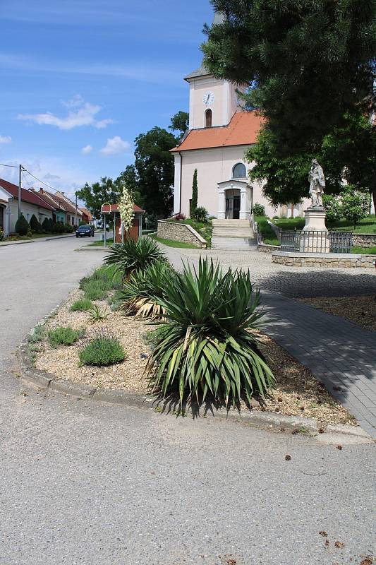 Exotická zahrada s palmami a olivovníky funguje dva roky v Přibicích na Brněnsku.