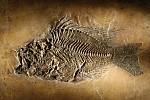 V brněnském muzeu je 125 originálních fosilií, které ukazují jemné struktury zkamenělých zvířat.