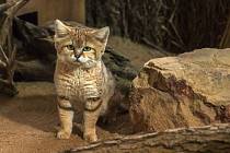 Kočka pouštní v brněnské zoo.