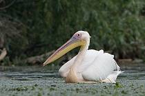 Zoo Brno bude v roce 2024 chovat nově pelikány. Ilustrační snímky.