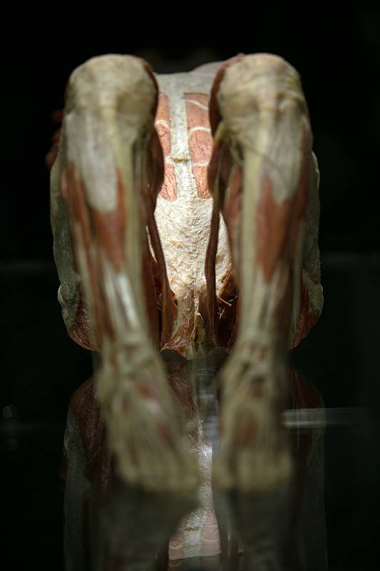 Na Výstavišti v Brně bude od 10. května otevřena expozice o lidských tělech z evropské dílny vynálezce plastinace Gunthera von Hagense.