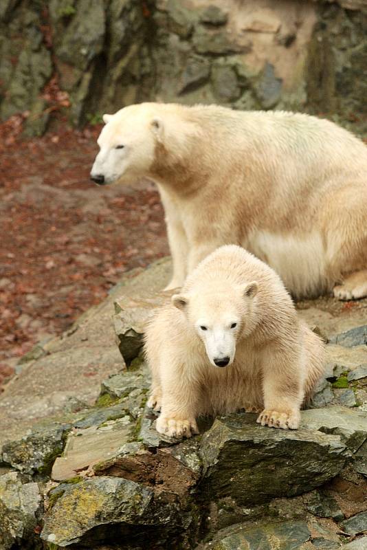 Lední medvědi slavili narozeniny v brněnské zoologické zahradě.