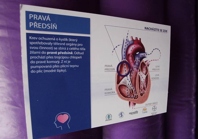 Den prevence. Jeho čtvrtý ročník se v pátek uskutečnil v Brně mezi desátou dopoledne a šestou hodinou odpoledne na roku ulic Česká a Solniční. 