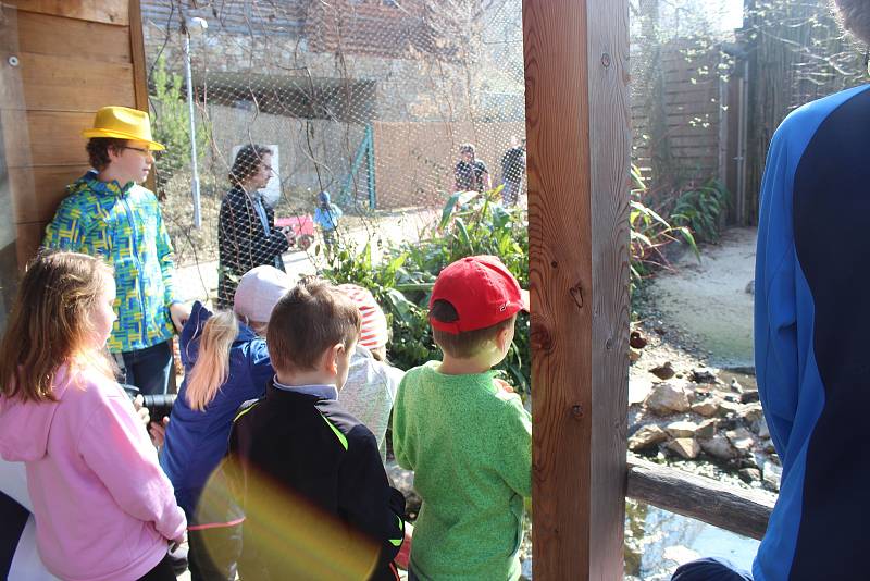 V brněnské zoo v sobotu lidé uvítali jaro. Stalo se tak svržením Morany, kterou dětští návštěvníci přemohli papírovými koulemi. Lidé si také užili kulturní vystoupení, malování na obličej nebo speciální komentovaná setkání se zvířaty.