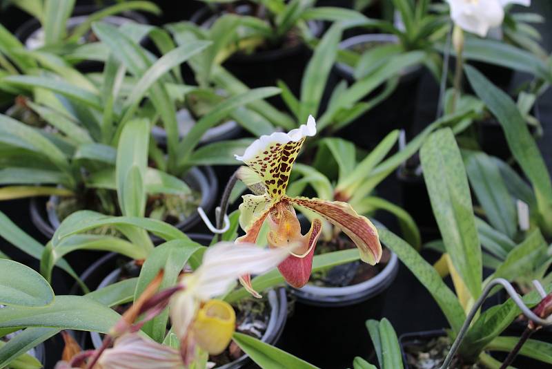 Skleníky botanické zahrady Mendelovy univerzity v Brně jsou vyšperkované kvetoucími orchidejemi.