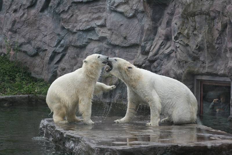 Lední medvěd Bill v Zoo Gelsenkirchen.