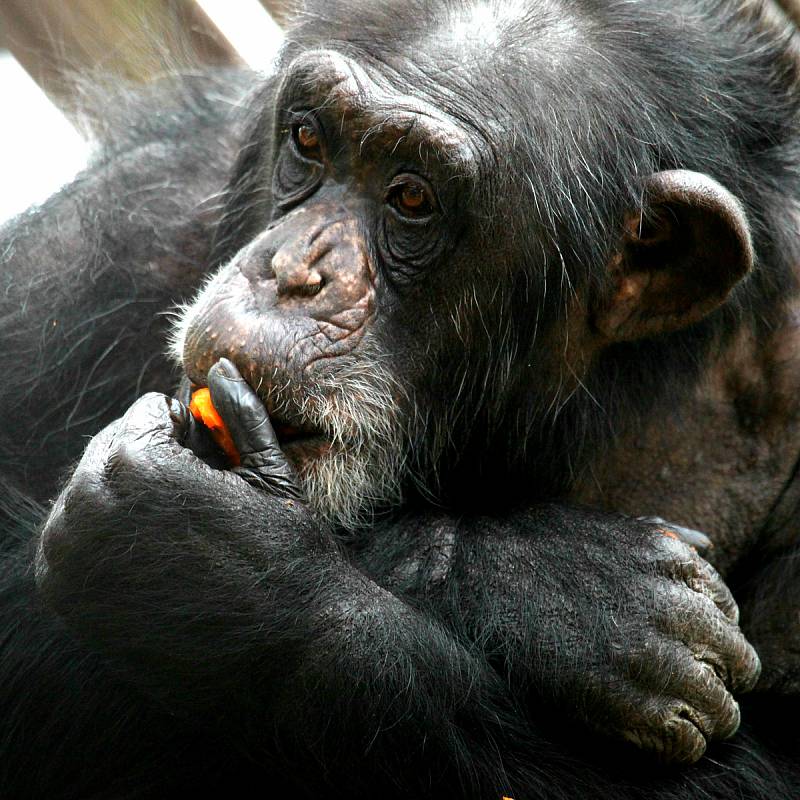 Trojice brněnských šimpanzů najde dočasný domov v hodonínské zoo.