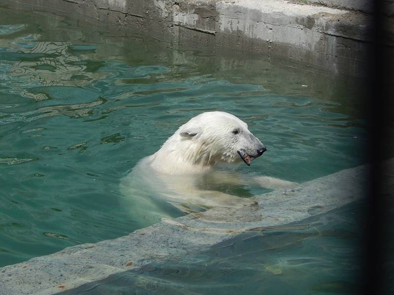 Medvědice Kometa v zoologické zahradě v Rostovu na Donu.