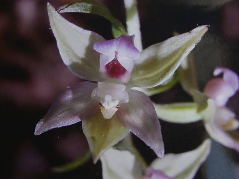 Jak vypadají vzácné orchideje? To ukáže výstava v Kounicově ulici.