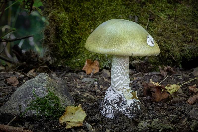 Na podzim lze najít v lesích v Mikroregionu Kahan na Brněnsku spoustu zajímavých hub. Na snímku je muchomůrka zelená.