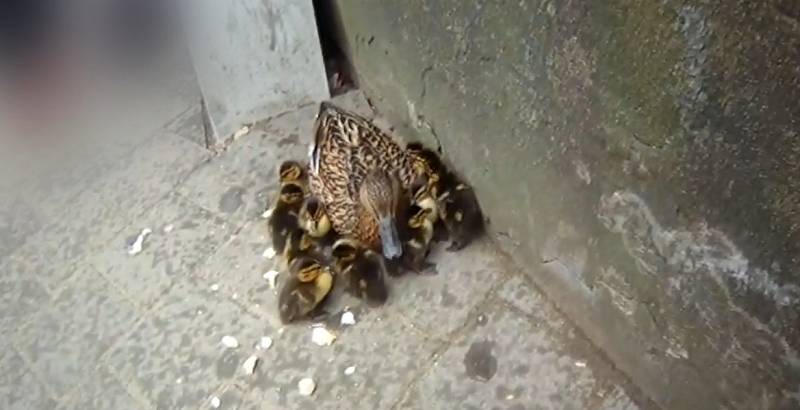 V zajetí velkoměsta se ve čtvrtek odpoledne ocitla kachna s několika mláďaty.