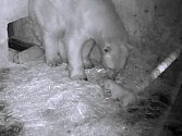 Mládě ledního medvěda s matkou Corou v brněnské zoo. Kamerový snímek.