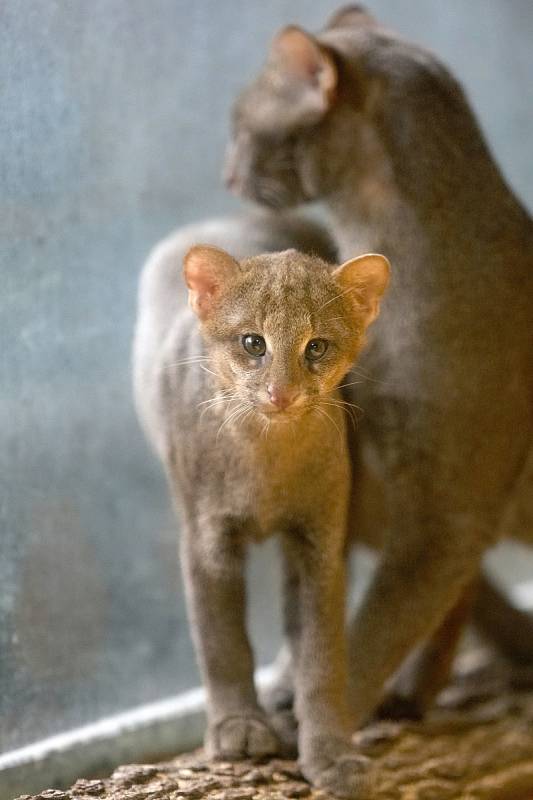 První úspěšný odchov mláděte šelmy jaguarundi v brněnské zoo v roce 2012. Letošního listopadu samice porodila další kotě. Zatím jej ale střeží tak žárlivě, že chovatelé o mláděti vědí jen to, že se narodilo.