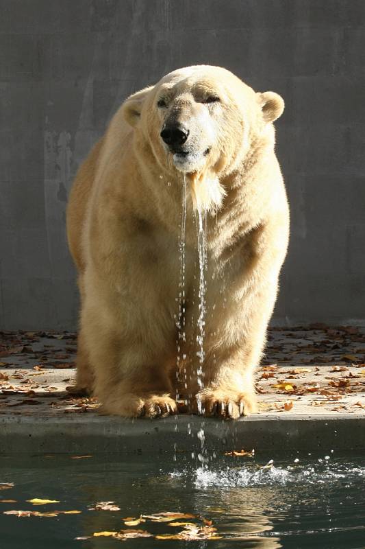 Samec ledního medvěda Umca v brněnské zoo. Uhynul v sobotu 18. srpna.