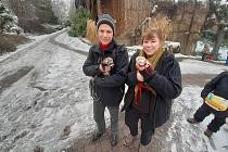 Polární lišky, pandy červené a velbloudi dostali pamlsky při komentovaném krmení na Štědrý den v brněnské zoo.