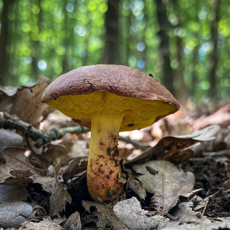 Na podzim lze najít v lesích v Mikroregionu Kahan na Brněnsku spoustu zajímavých hub. Na snímku je hřib pružný.