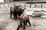 Tři mláďata takina indického se letos v březnu narodila v Zoo Brno.