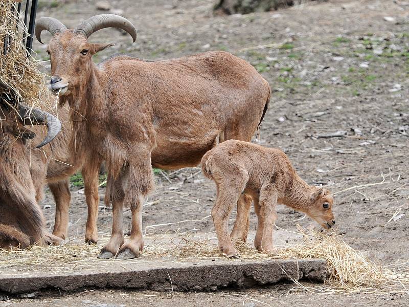 Nový přírůstek do rodiny paovcí přišel na svět minulý týden v brněnské zoo. Samec se narodil přímo ve výběhu.