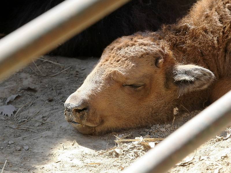 Mládě bizona amerického v brněnské zoo.