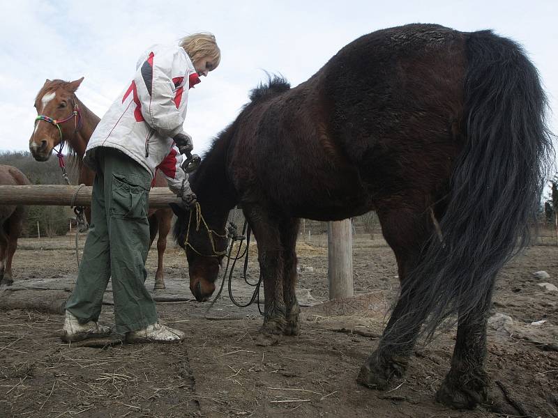 Majitelka s koňmi, které v pondělí blokovali dopravu v Královopolském tunelu.
