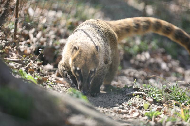 V Zoo Brno se uskutečnil program k vítání jara