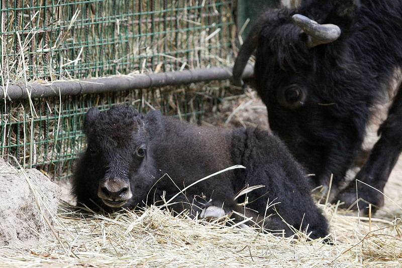 Hned dva nové zvířecí přírůstky se narodily minulý týden v brněnské zoologické zahradě. A navíc ve stejném výběhu. Dvě mláďata jaka domácího od sebe dělí pouhé dva dny. 