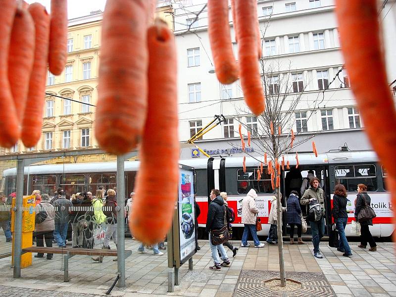 Stromy u brněnského dopravního uzlu Česká obsypalo velké množství mrkví. Na mezinárodní den mrkve je tam rozmístili zástupci brněnské oční kliniky Neovize. 