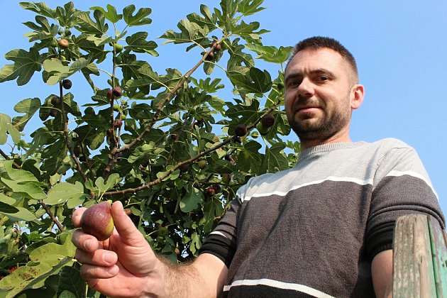 V Přibicích sklízejí exotické fíky. Miroslav Effenberger nasbírá cca deset kilogramů za čtyři dny