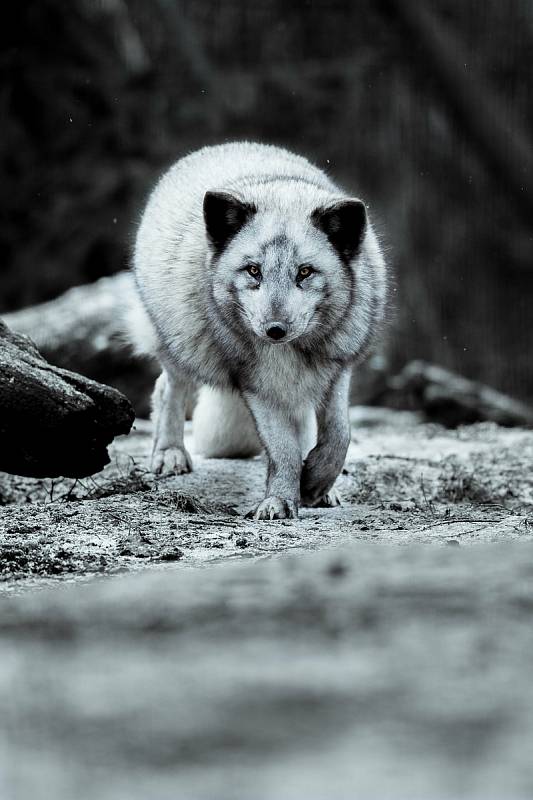Zdravotníci z Masarykova onkologického ústavu adoptovali lišku polární z brněnské zoo.