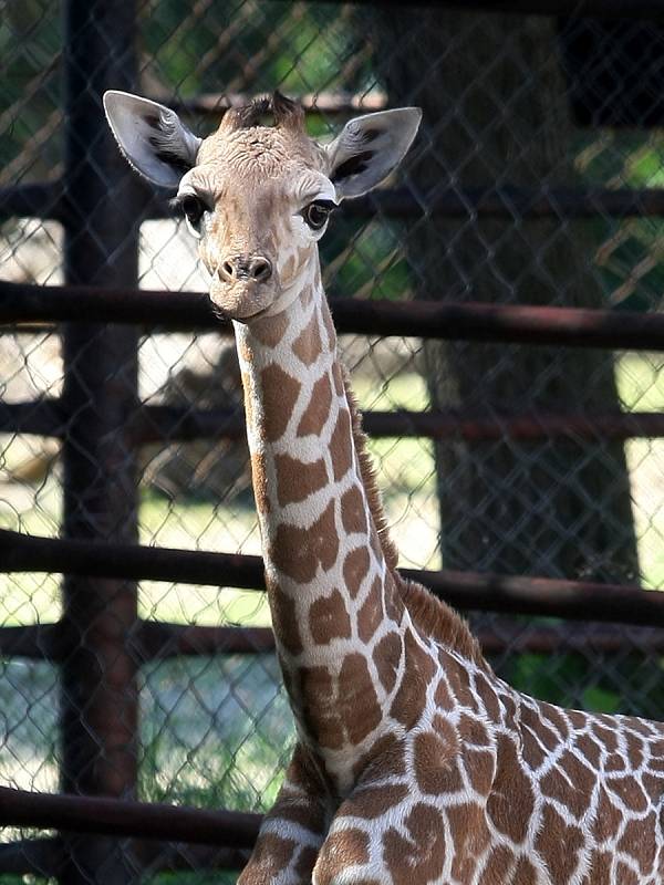 Žirafí mládě, které se v brněnské zoo předčasně narodilo minulou středu, má už nejhorší za sebou.