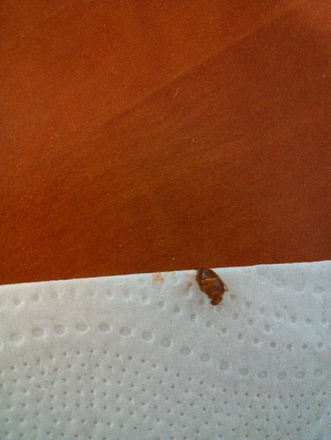 Studentům se štěnice podařilo vyfotit. Deratizátor krvežíznivý hmyz v napadených pokojích zlikvidoval. Podle snímků studentů entomolog určil, že na pokojích štěnice opravdu byly.