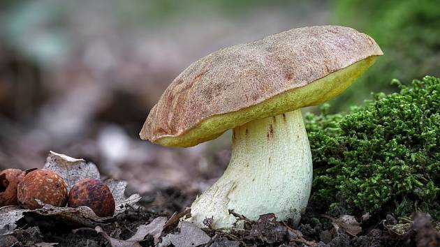 Na podzim lze najít v lesích v Mikroregionu Kahan na Brněnsku spoustu zajímavých hub. Na snímku je hřib plavý.