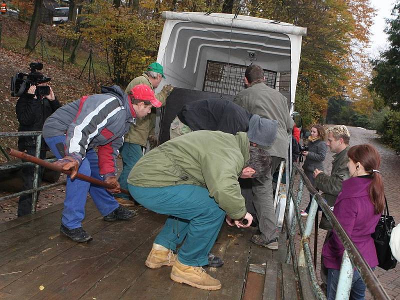 Medvěd Umca se přestěhoval z brněnské zoologické zahrady do Bratislavy.