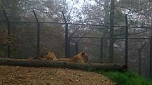 Lev Lolek a lvice Kivu spolu žijí už dva měsíce v brněnské zoologické zahradě v Bystrci.