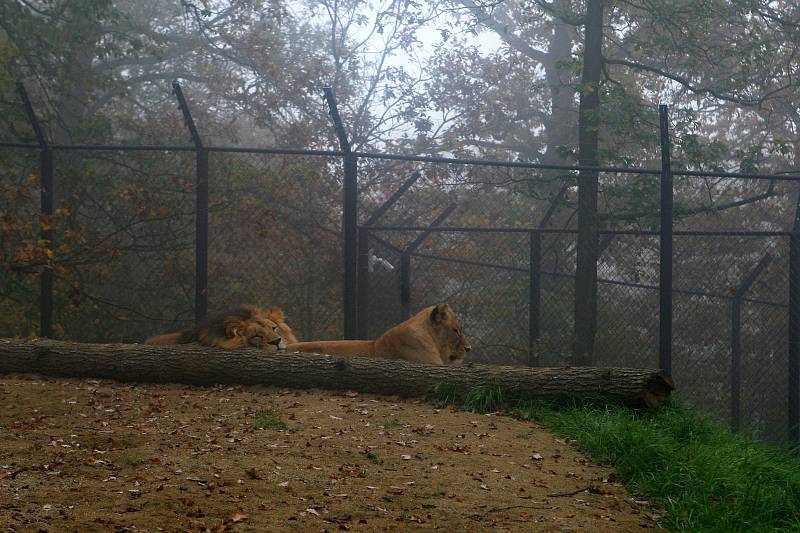 Lev Lolek a lvice Kivu spolu žijí už dva měsíce v brněnské zoologické zahradě v Bystrci.