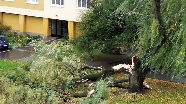 Zlomený strom v Brně u domu v Bieblově ulici 22.