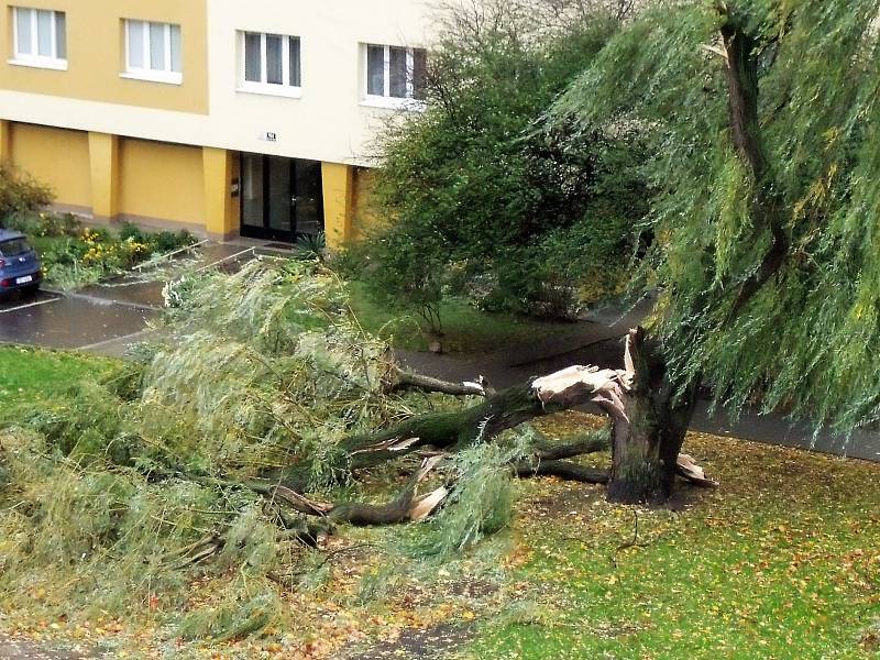Zlomený strom v Brně u domu v Bieblově ulici 22.