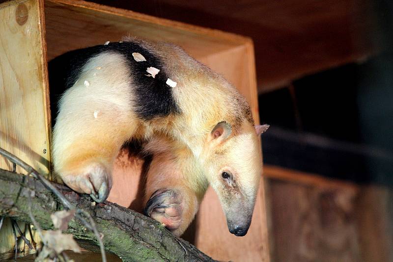 V brněnské zoo přibyl jedenáctiletý mravenečník čtyřprstý. Jmenuje se Jaris.