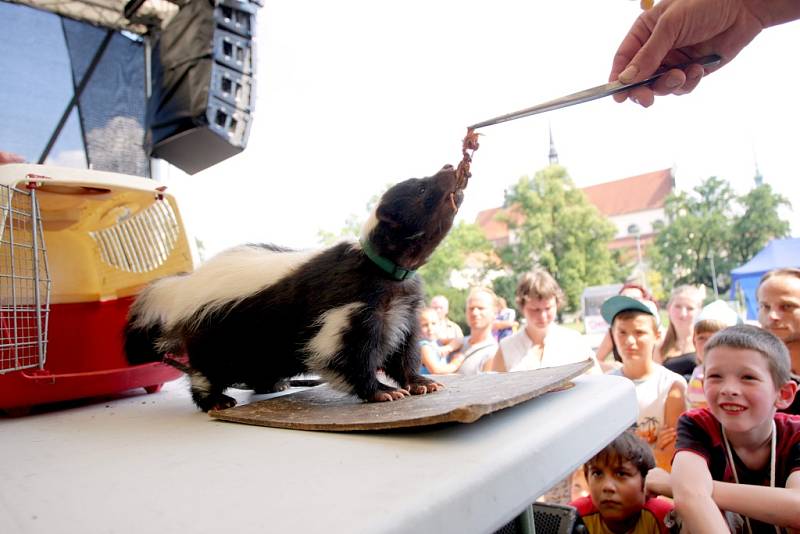 Skunk nepatří mezi oblíbená zvířata. Přesto si ho na Moravské náměstí v Brně přišly pohladit tři desítky dětí i dospělých. 
