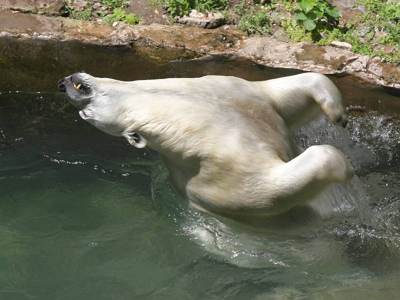 Lední medvědi v Brně mají ve výběhu i led, na kterém se mohou zchladit.