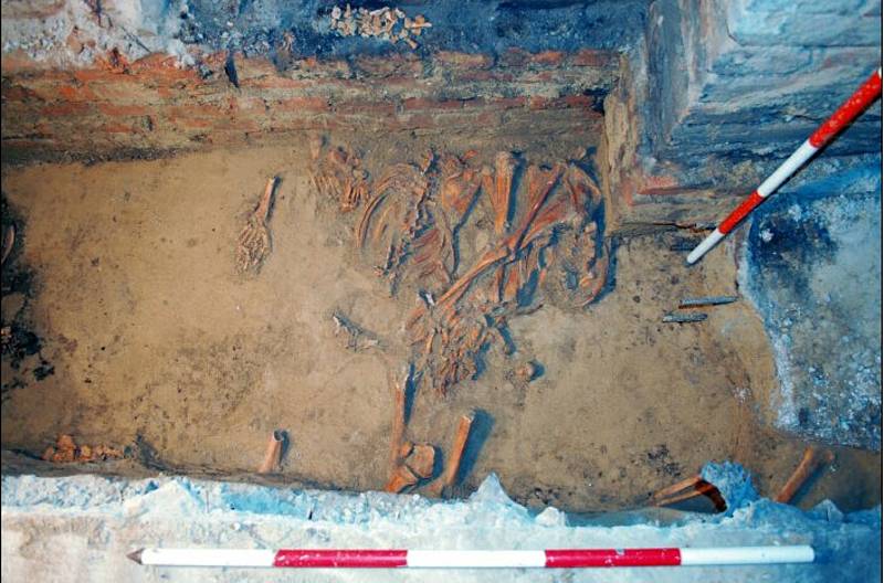 Kostry objevili archeologové ve sklepě domu ve Staňkově ulici v Brně.