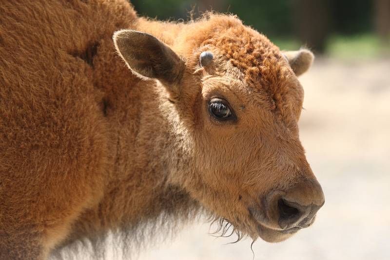 Mládě bizona v brněnské zoo.