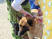 Lidé bez domova dostali v Brně pro své psy nové obojky proti klíšťatům.