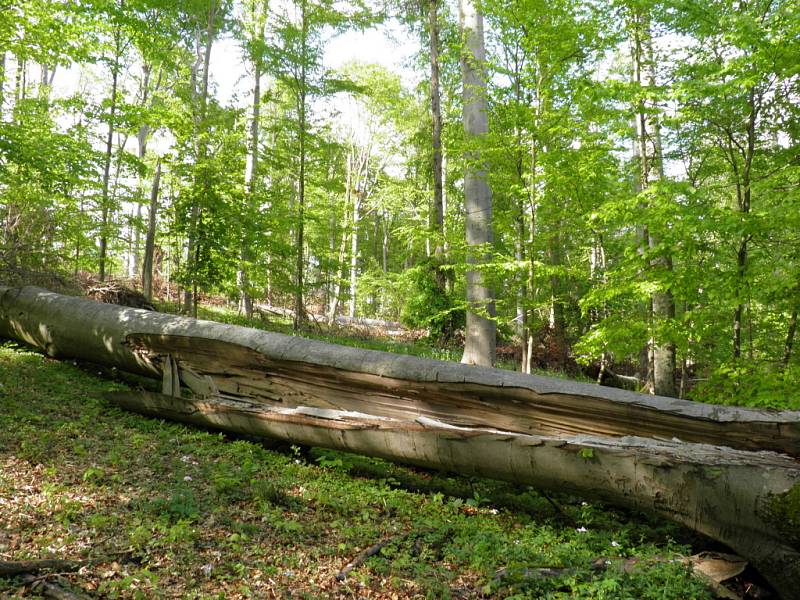 Původní, člověkem nezasažený bukový les se nachází v kopci přibližně půldruhého kilometru nad Lažánkami a Maršovem na Brněnsku a má rozlohu téměř dvacet hektarů. Rostou tam i mnohé vzácné druhy rostlin. Mezi nimi například okrotice. 