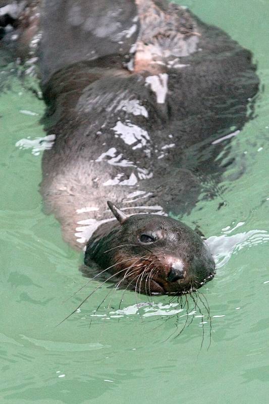 Noví lachtani se už zabydleli v brněnské zoologické zahradě.