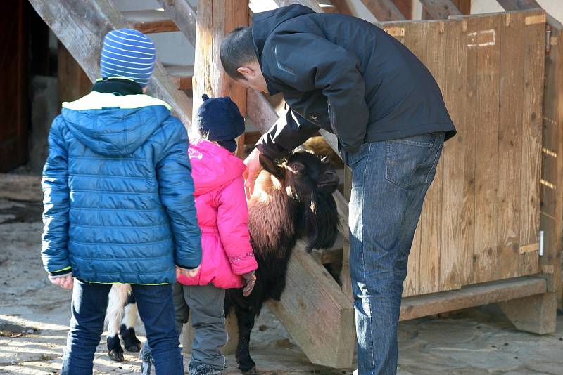 Vánoční krmení v brněnské zoologické zahradě.