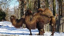 Procházka Zoo Brno může být příjemná i v zimních měsících. Na snímku je velbloud dvouhrbý.