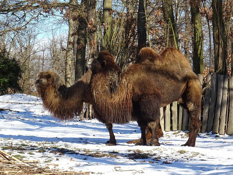 Procházka Zoo Brno může být příjemná i v zimních měsících. Na snímku je velbloud dvouhrbý.